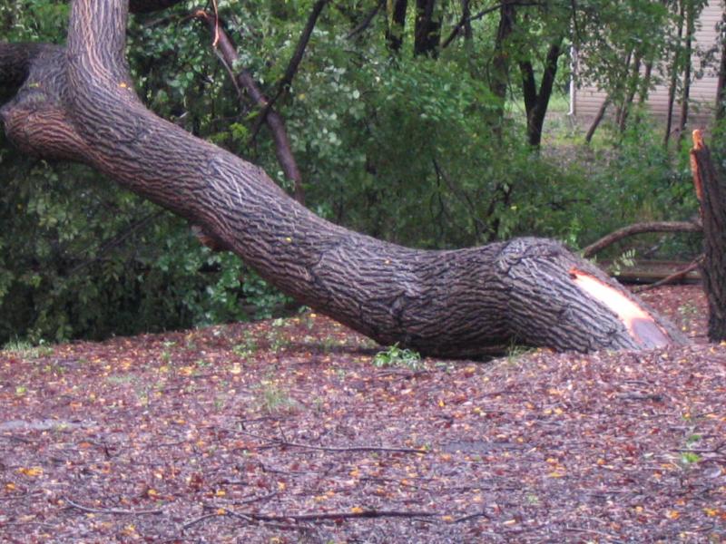 The tree